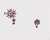 Nova Stella Nova Stella