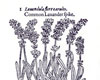 Lavendel 1597