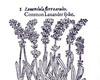 Lavendel 1597 Lavendel 1597