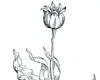 Tulipan 1561 Tulipan 1561