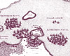 Tre flåder i Sundet 1644 Tre flåder i Sundet 1644