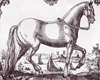Frederiksborghesten Frederiksborghesten